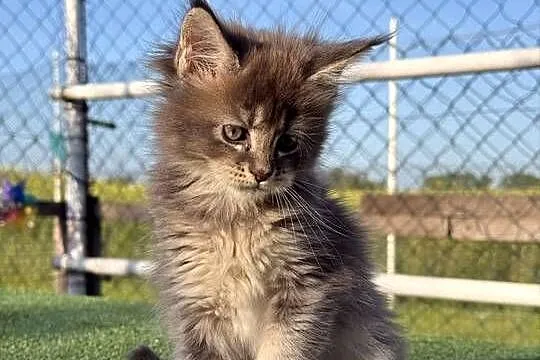 Przepiękne kocięta Maine Coon z rodowodem FPL, Wielkopolskie, Poznań