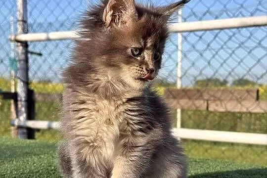 Przepiękne kocięta Maine Coon z rodowodem FPL, Wielkopolskie, Poznań