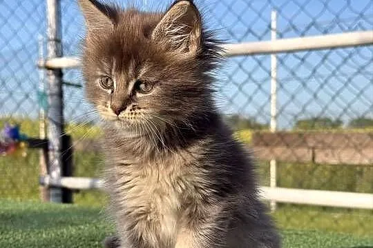 Przepiękne kocięta Maine Coon z rodowodem FPL, Wielkopolskie, Poznań