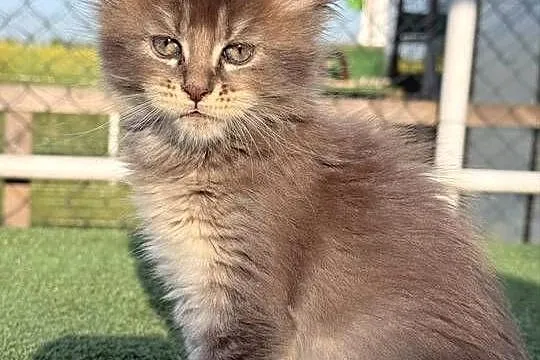 Przepiękne kocięta Maine Coon z rodowodem FPL, Wielkopolskie, Poznań