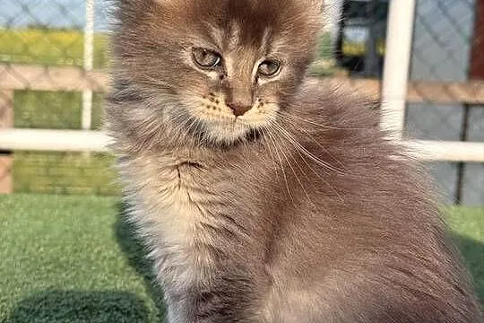 Przepiękne kocięta Maine Coon z rodowodem FPL, Wielkopolskie, Poznań