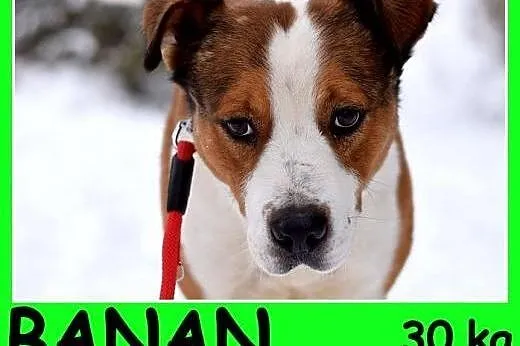 30kg,mocnej budowy,towarzyski,przyjacielski,łagodny pies BANAN.Adopcja,  małopolskie Kraków
