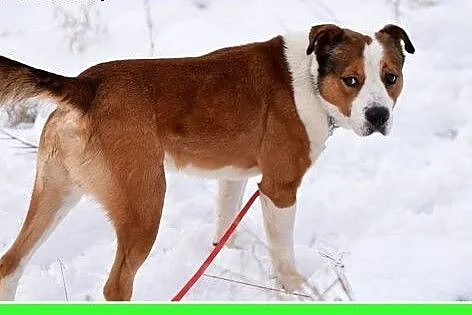 30kg,mocnej budowy,towarzyski,przyjacielski,łagodn