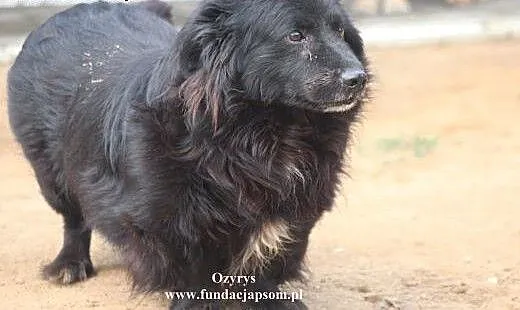 Ozyrys- wspaniały wesoły pan szuka domku, mazowie