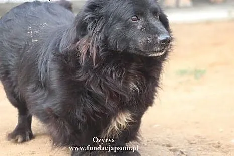 Ozyrys- wspaniały wesoły pan szuka domku,  mazowie