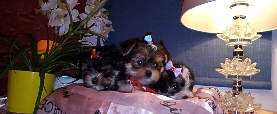 MORKIE XS (maltańczyk+Yorkshire Terrier), Lubelskie, Lublin