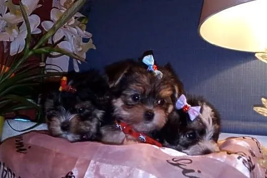 MORKIE XS (maltańczyk+Yorkshire Terrier), Lubelskie, Lublin