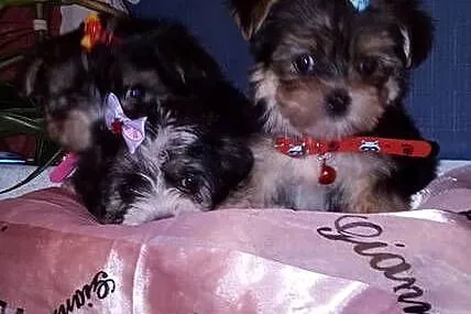 MORKIE XS (maltańczyk+Yorkshire Terrier), Lubelskie, Lublin