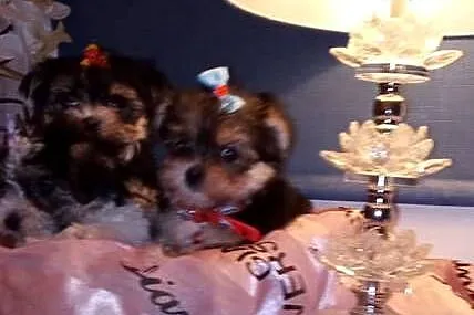 MORKIE XS (maltańczyk+Yorkshire Terrier), Lubelskie, Lublin