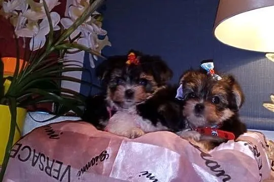 MORKIE XS (maltańczyk+Yorkshire Terrier), Lubelskie, Lublin