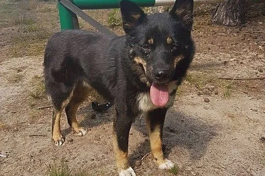 Nero &#8211; bardzo tęskni za prawdziwym domem