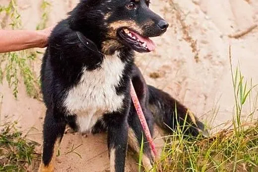 Nero &#8211; bardzo tęskni za prawdziwym domem