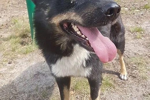 Nero &#8211; bardzo tęskni za prawdziwym domem