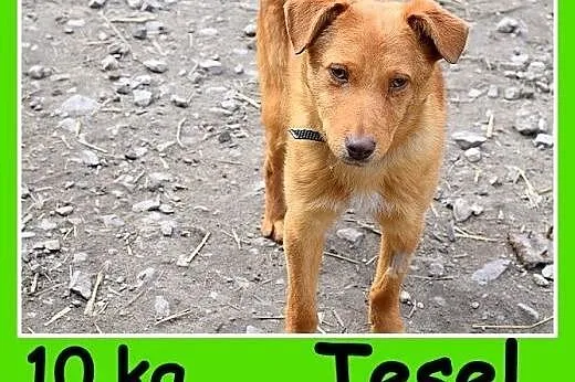 Mały 10 kg,rezolutny, czujny,ciekawski rudy psiak TESEL. Adopcja.,  wielkopolskie Rzeszów