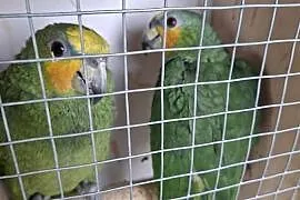 Amazonka venezuelska samiec młody