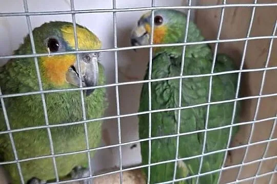 Amazonka venezuelska samiec młody