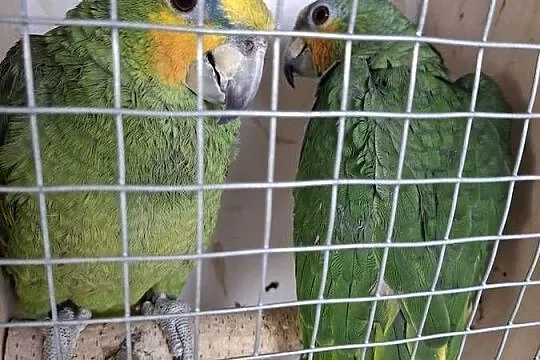 Amazonka venezuelska samiec młody, Śląskie, Wilamowice