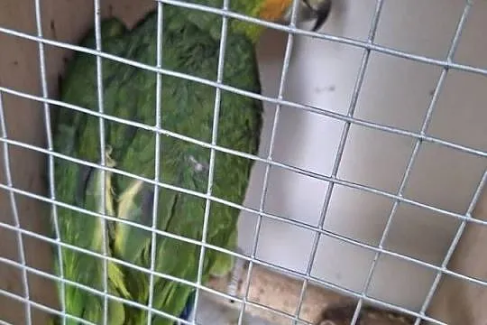 Amazonka venezuelska samiec młody, Śląskie, Wilamowice