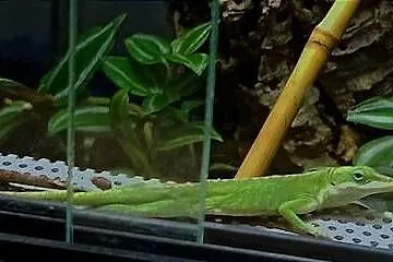 Anolis zielony (Anolis carolinensis) para, Małopolskie, Kraków