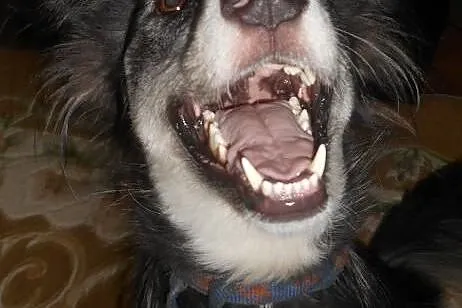 CARMEN- młoda i łagodna suczka mix husky do adopcj