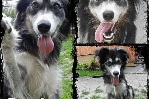 CARMEN- młoda i łagodna suczka mix husky do adopcj