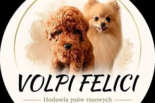Szpic miniaturowy XS po doskonałych rodzicach, Pomorskie, Rumia
