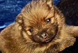 Suczka POMERANIAN szpic miniaturowy ZKwP / FCI