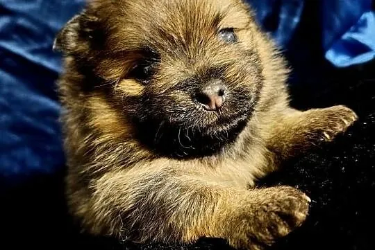 Suczka POMERANIAN szpic miniaturowy ZKwP / FCI, Mazowieckie, Sochaczew