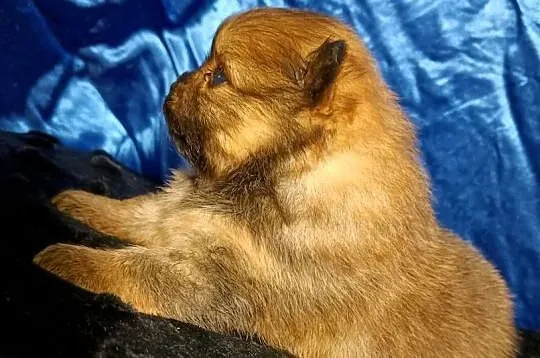 Suczka POMERANIAN szpic miniaturowy ZKwP / FCI, Mazowieckie, Sochaczew