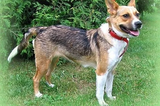 Princessa-młodziutka sunia,adopcja!!,  świętokrzys