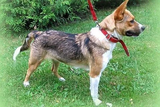 Princessa-młodziutka sunia,adopcja!!,  świętokrzys