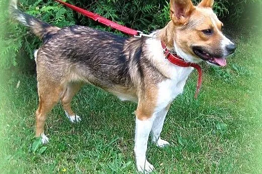 Princessa-młodziutka sunia,adopcja!!,  świętokrzys