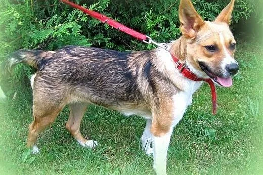 Princessa-młodziutka sunia,adopcja!!,  świętokrzys