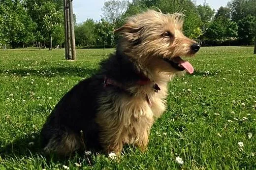 Beczka - cudna szorstka do pokochania, mazowieckie Warszawa