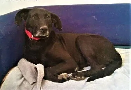 SIMBA - starszy, kochany, wyrzucony jak śmieć psiak; do adopcji, wielkopolskie Poznań, Wielkopolskie, Poznań