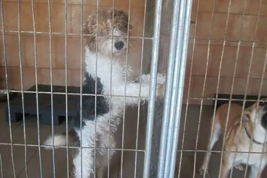 Loczek to bardzo dobrze ułożony psiak,  dolnośląsk