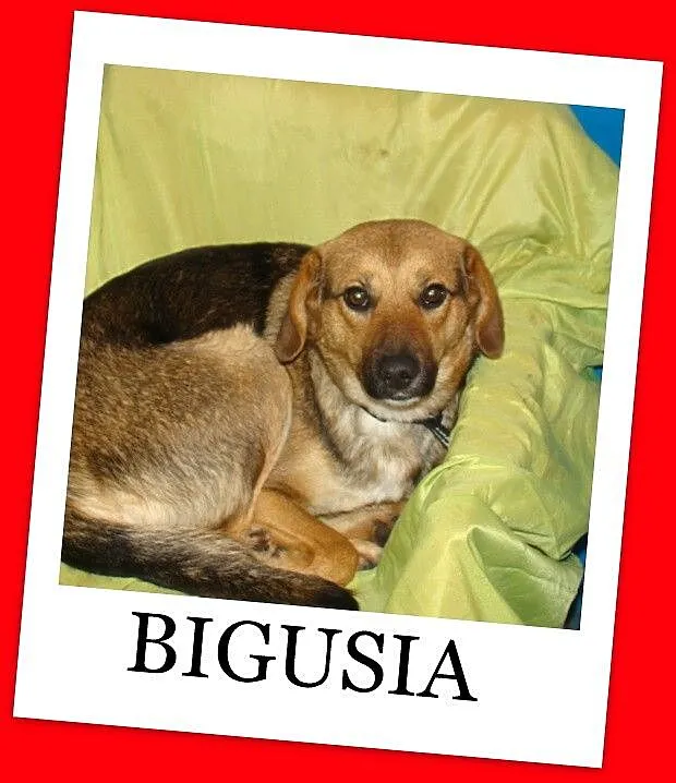 BIGUSIA-młoda, przyjazna sunia,łagodna, przytulaśn