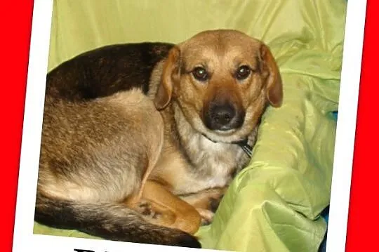 BIGUSIA-młoda, przyjazna sunia,łagodna, przytulaśna,waga 15 kg_Adopcja