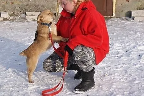 Młoda, biszkoptowa Blondi, niewielka, grzeczniutka