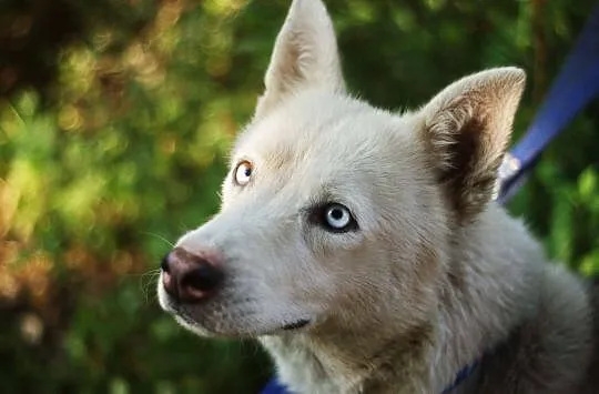 Błękitnooka Anya, cudowna suczka HUSKY do aktywneg