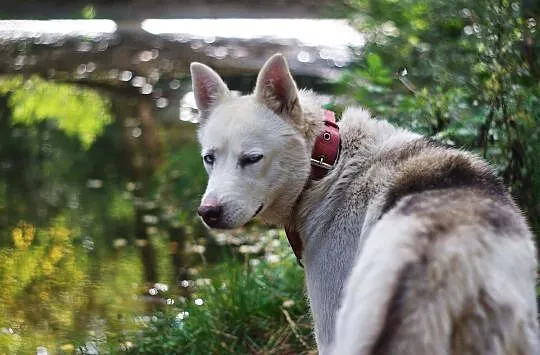 Błękitnooka Anya, cudowna suczka HUSKY do aktywneg