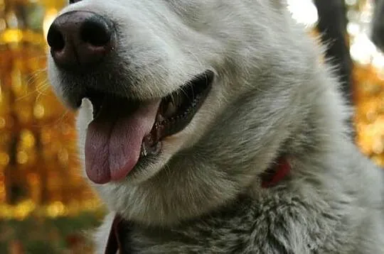 Błękitnooka Anya, cudowna suczka HUSKY do aktywneg