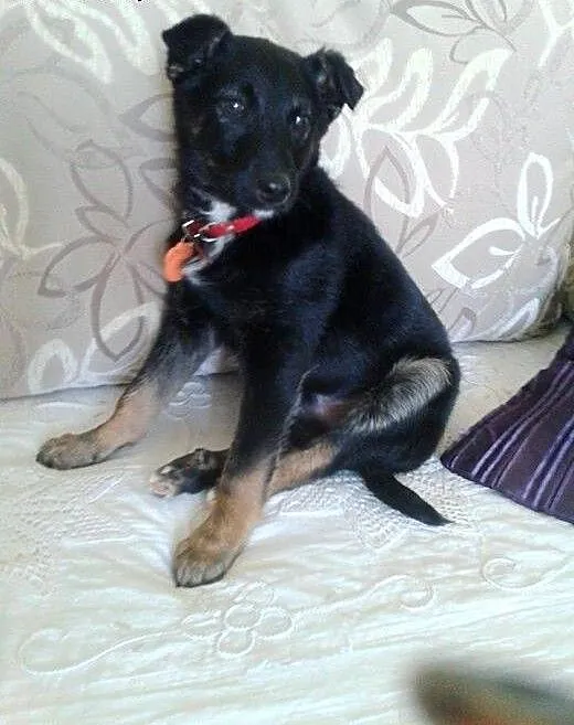 5-miesięczny psiak do adopcji!!, mazowieckie Wars