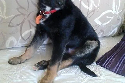 5-miesięczny psiak do adopcji!!, mazowieckie Warszawa