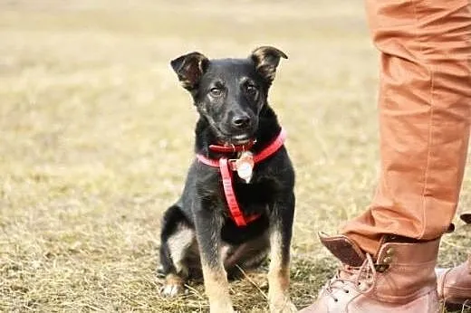 5-miesięczny psiak do adopcji!!,  mazowieckie Wars