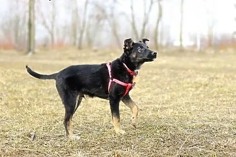 5-miesięczny psiak do adopcji!!,  mazowieckie Wars