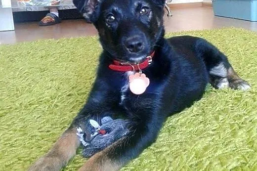 5-miesięczny psiak do adopcji!!,  mazowieckie Wars