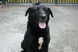 Arni - śliczny psiak od 5 lat czeka na dom, Cieszyn