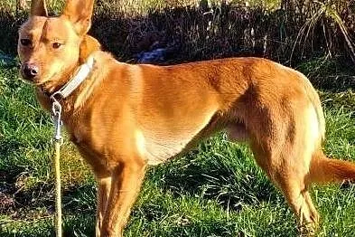 MIKUŚ – 2,5-letni, delikatny i wrażliwy psiak; szuka domu, Łódzkie, Łódź