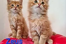 Maine Coon